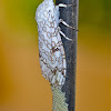 Tiger Moth laying eggs