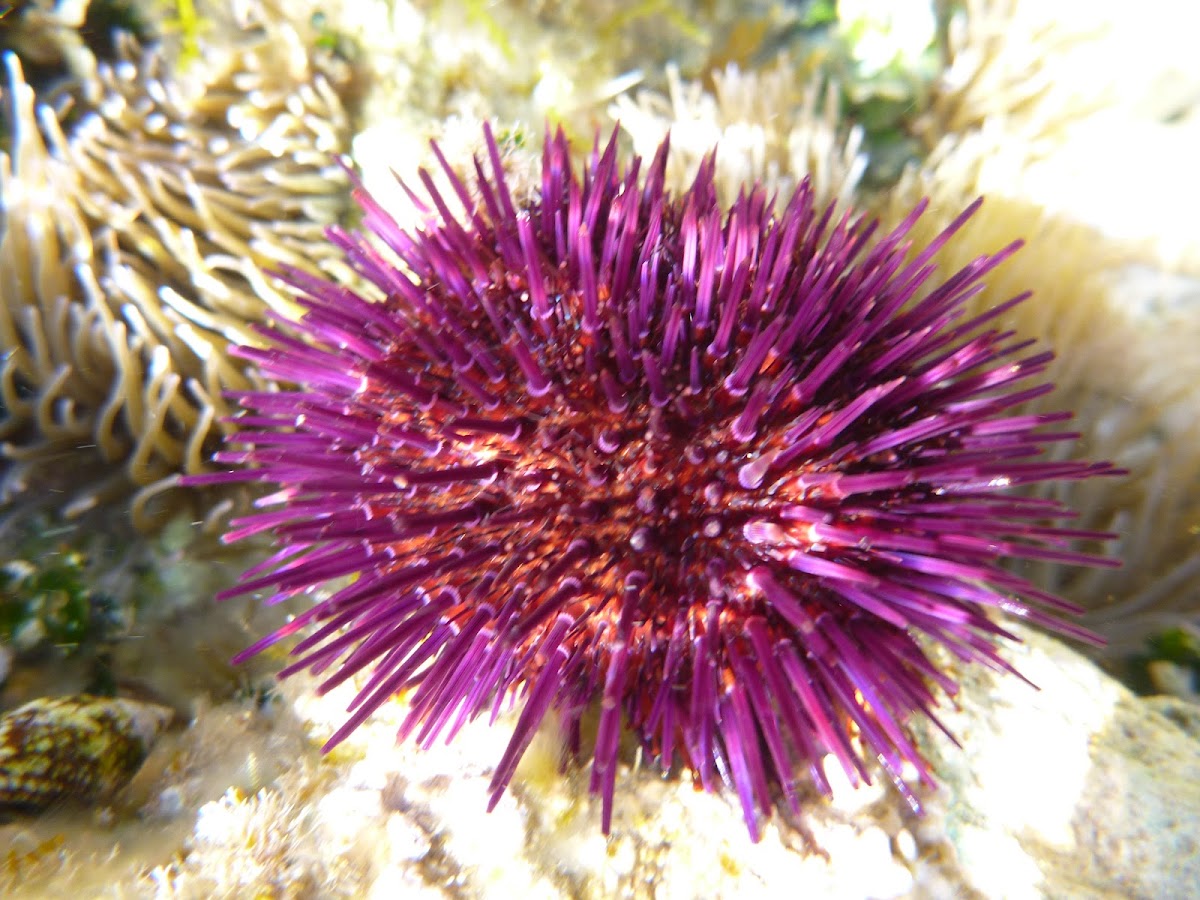 Erizo de mar común. Sea urchin