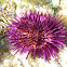 Erizo de mar común. Sea urchin