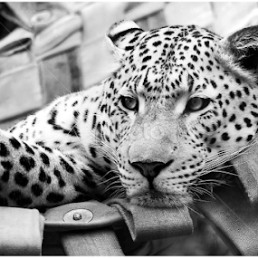 Wild heart at rest! by Tracy Gorgen - Animals Lions, Tigers & Big Cats