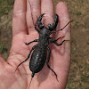 Giant Whip Scorpion