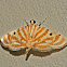 Moth (Crambidae)