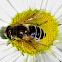 hover fly