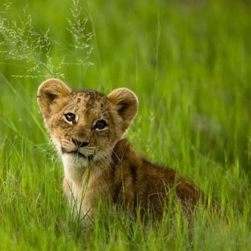 Lion Cubs Live Wallpaper