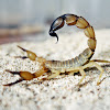 yellow fattail scorpion