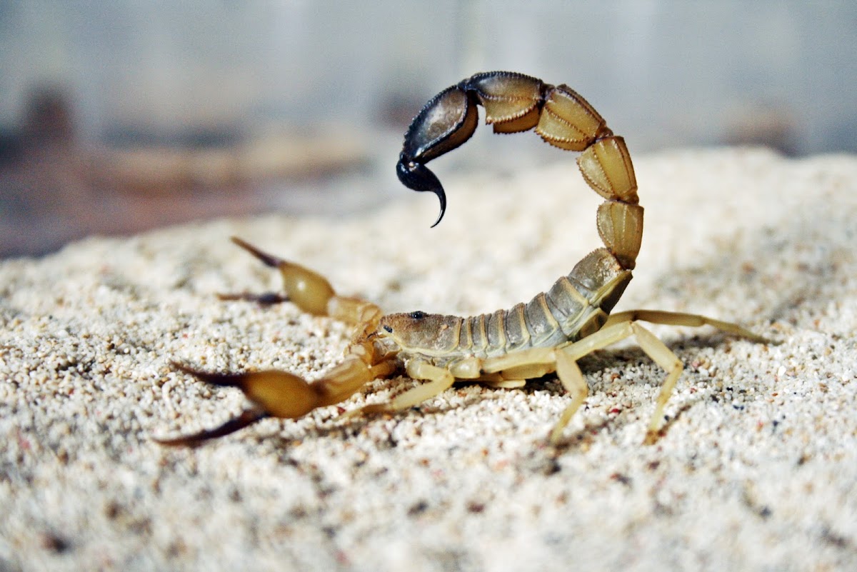 yellow fattail scorpion