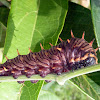 lepidoptera larvae