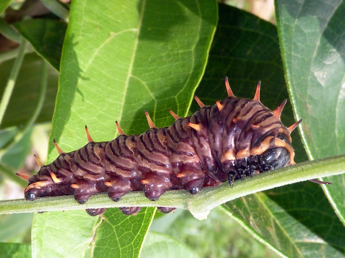 lepidoptera larvae