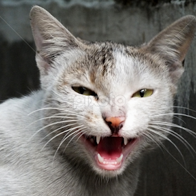 by Sayantan Das - Animals - Cats Portraits