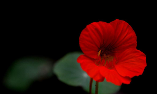 Lastest Red Flowers Wallpapers APK