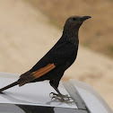 Tristram's Starling