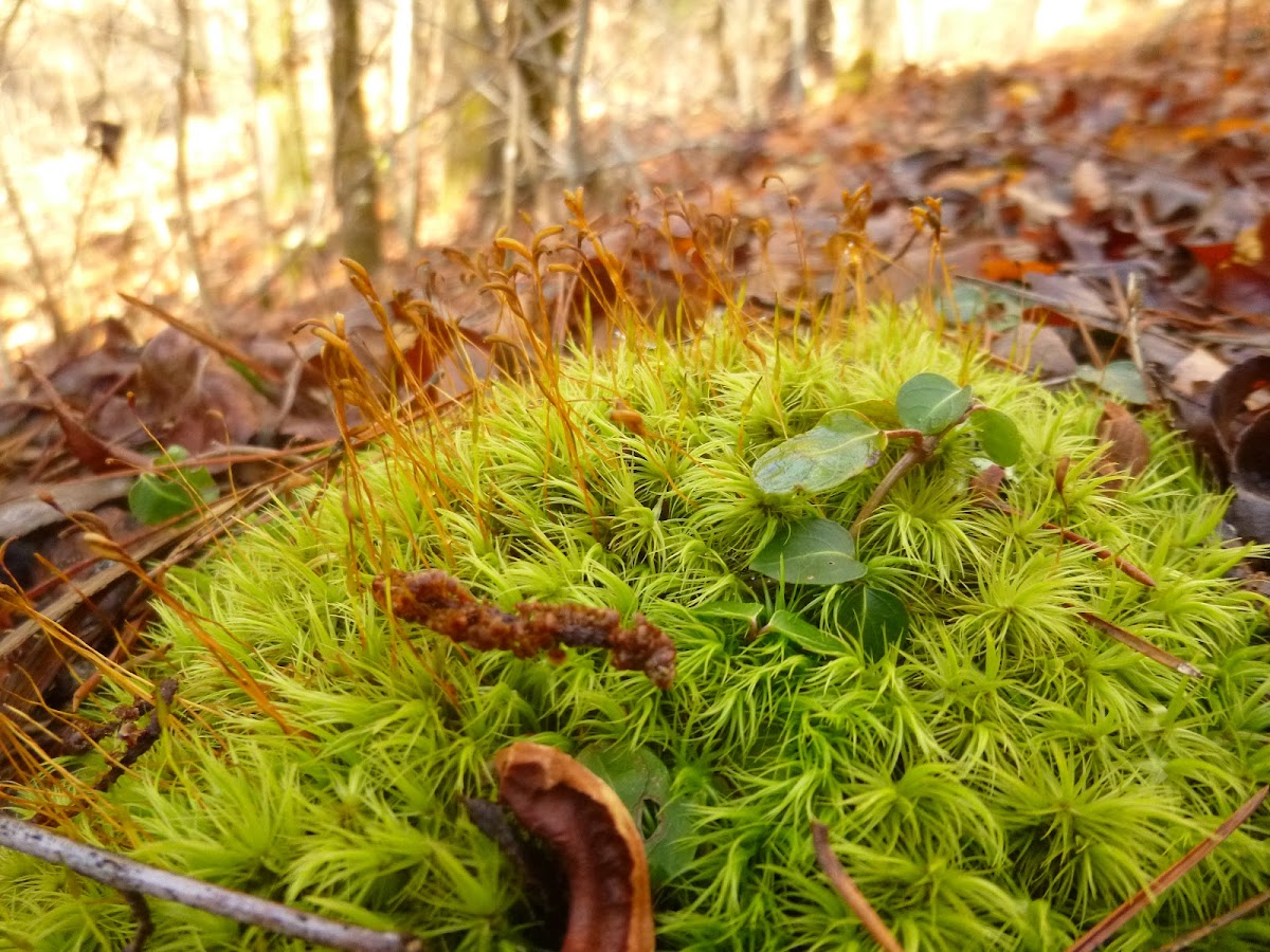 Windblown Moss
