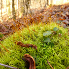 Windblown Moss
