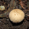 Pear-shaped puffball