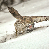 Dinner for Hungry Cooper's Hawk by Betty Arnold -  