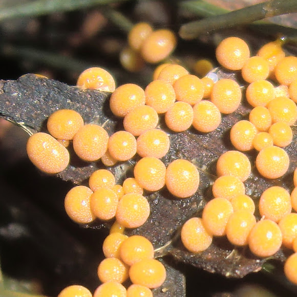 Yellow slime mold Project Noah
