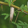 Bagworm Moth Case on Acacia nilotica