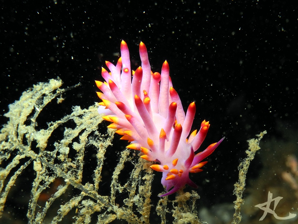 Firetip Nudibranch