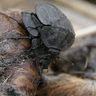 Ridged Carrion Beetle