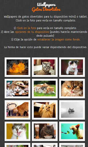 免費下載個人化APP|Wallpapers gatos divertidos app開箱文|APP開箱王