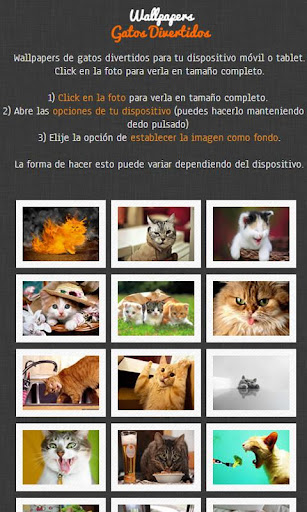 Wallpapers gatos divertidos