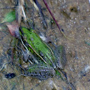 Southern Leopard Frog