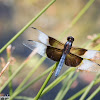 Widow Skimmer (Male)