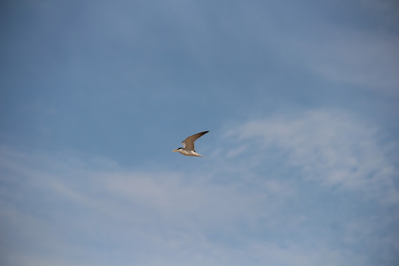 Interior Least Tern Project Noah