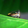 Thorn Mimic Treehopper