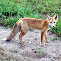 Red Fox