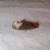 Locust Twig Borer