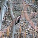 Downy woodpecker, male