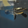 Loggerhead Sea Turtle - hatchling