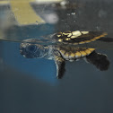 Loggerhead Sea Turtle - hatchling