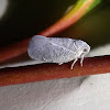 Rough Lavender Leafhopper