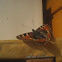 Small Tortoiseshell Butterfly