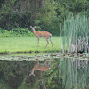 White-tailed Deer