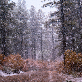 Winter is Coming by Leona St.Louis - Landscapes Forests