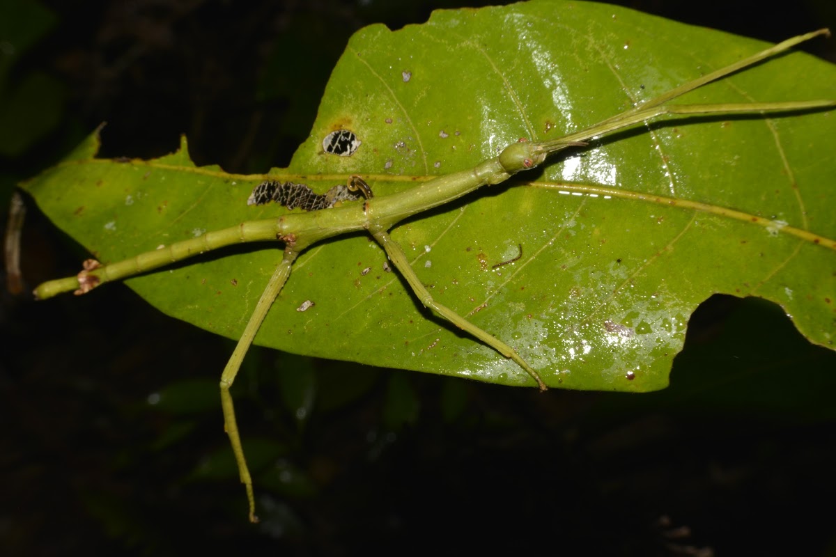 Stick Insect, Female nymph