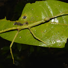 Stick Insect, Female nymph