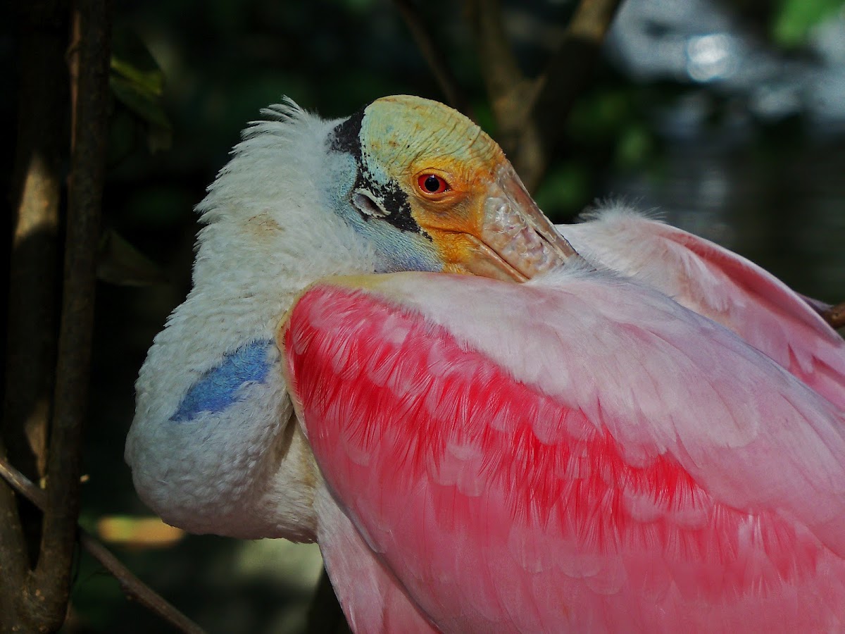 Roseate Spoonbill