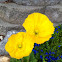 Iceland Poppy