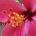 Chinese hibiscus