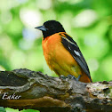 Baltimore Oriole