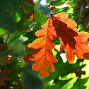 Sessile Oak Wood Leaves