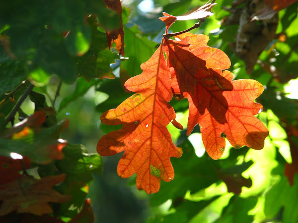 Sessile Oak Wood Leaves 