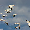 Snow Geese