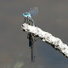 Blue Ringtail Damselflys (mating)