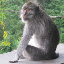 Long-tailed Macaque, crab-eating macaque