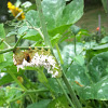 Carolina Sphinx (Tobacco Hornworm)